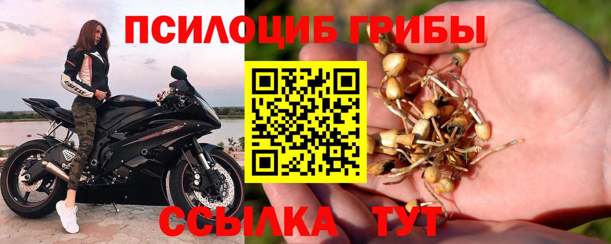 Псилоцибиновые грибы Psilocybe Унеча